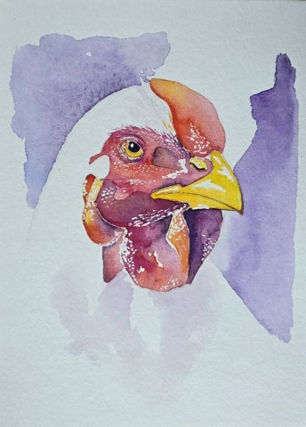 Aquarellbild eines Huhns vor weissem Hintergrund